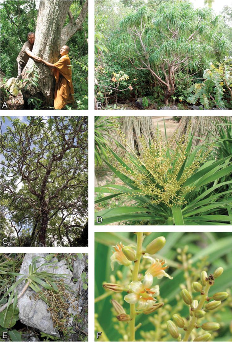 Dracaena kaweesakii A stunning new species of dragon tree discovered in Thailand