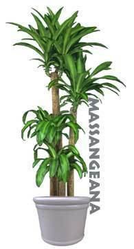 Dracaena (plant) wwwdracaenacomimagesMassangeanajpg