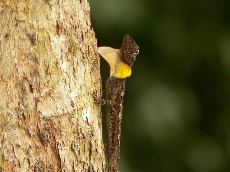 Draco maculatus Image Draco maculatus Spotted Flying Dragon BioLibcz