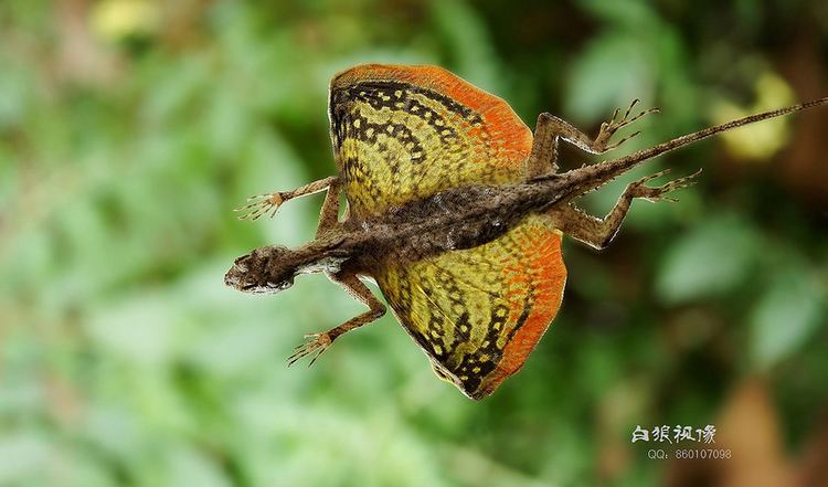 Flying Draco Volans