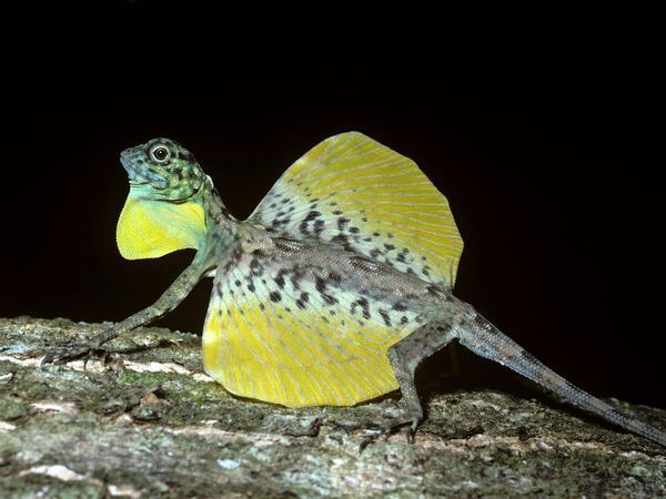 Draco Volans on the wood