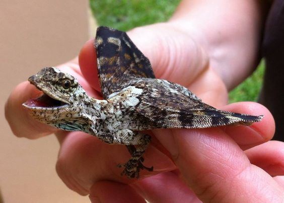 Hands holding Draco Volans