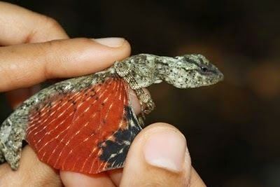 Hands holding Draco Volans