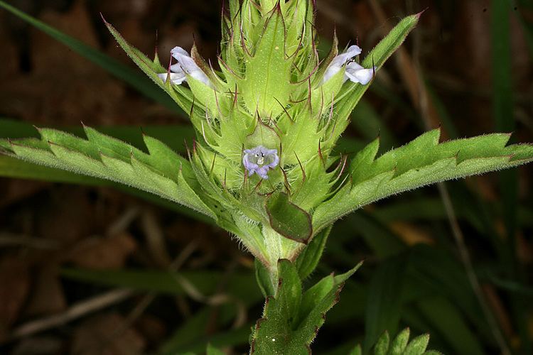 Dracocephalum parviflorum Vascular Plants of the Gila Wilderness Dracocephalum parviflorum