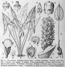 Dracontioides desciscens httpsuploadwikimediaorgwikipediacommonsthu