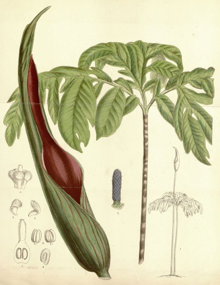 Dracontium spruceanum httpsuploadwikimediaorgwikipediacommonsthu