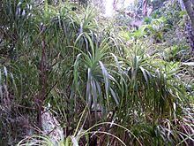 Dracophyllum fitzgeraldii httpsuploadwikimediaorgwikipediacommonsthu