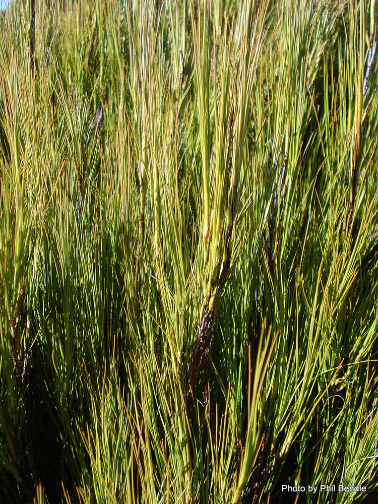 Dracophyllum longifolium TERRAIN Taranaki Educational Resource Research Analysis