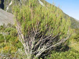 Dracophyllum longifolium Dracophyllum longifolium var longifolium New Zealand Plant