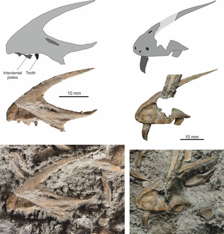 Dracoraptor httpsuploadwikimediaorgwikipediacommons33