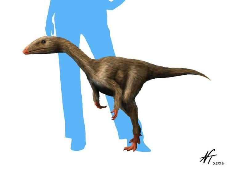 Dracoraptor Dracoraptor hanigani Spinops