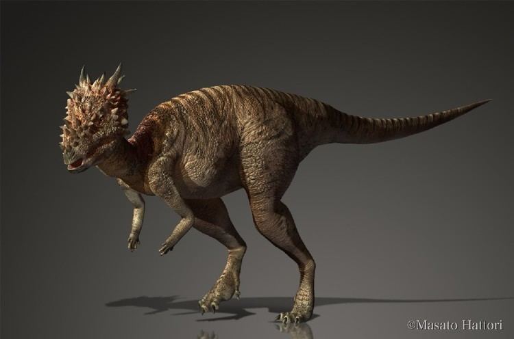 Dracorex Dracorex Pictures amp Facts The Dinosaur Database