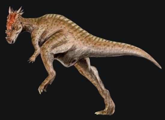 Dracorex Dracorex Pictures amp Facts The Dinosaur Database