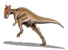 Dracorex httpsuploadwikimediaorgwikipediacommonsthu