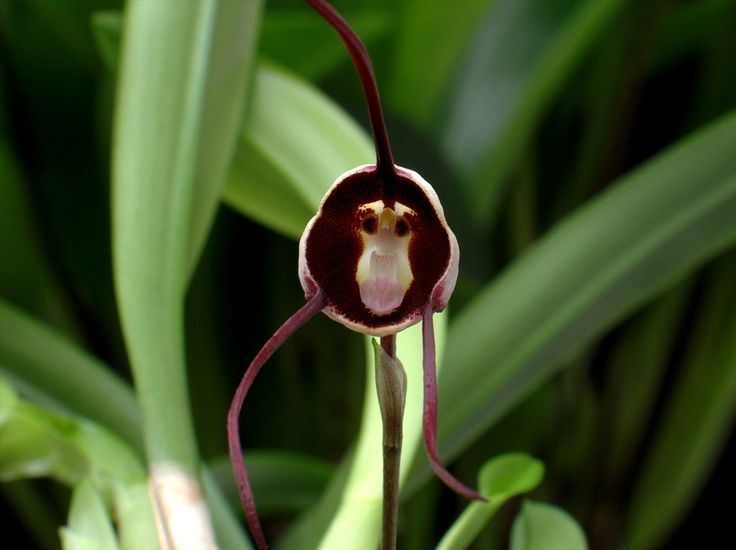 Dracula benedictii 1000 images about Dracula Orchids on Pinterest Twilight Hunt39s