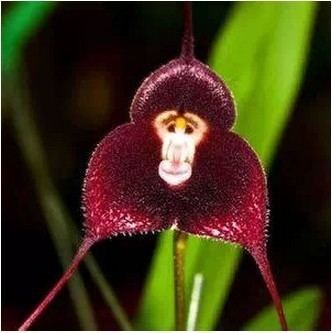 Dracula (plant) Aliexpresscom Buy 20pcslot Dracula Simia Orchid Monkey orchid