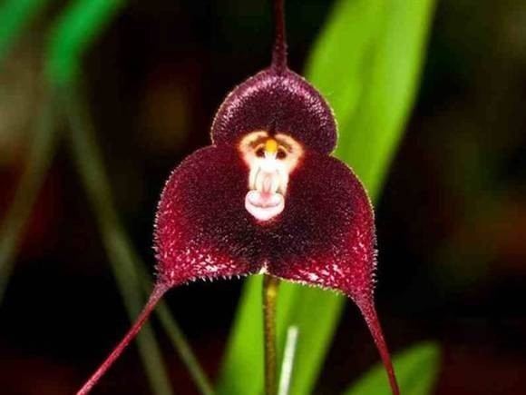 Dracula simia Aliexpresscom Buy 200 SEEDS Mixture of Dracula Simia Orchid