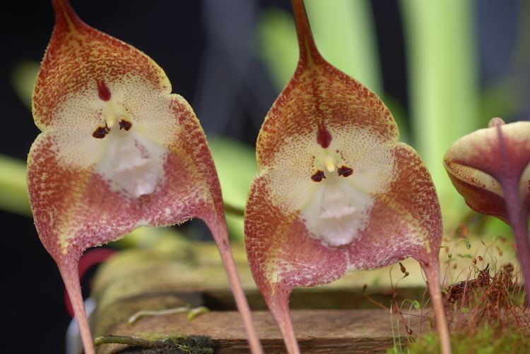 Dracula simia Monkeylike orchids