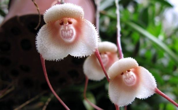 Dracula simia MEET DRACULA ORCHID SIMIA 39Orchid Monkey39