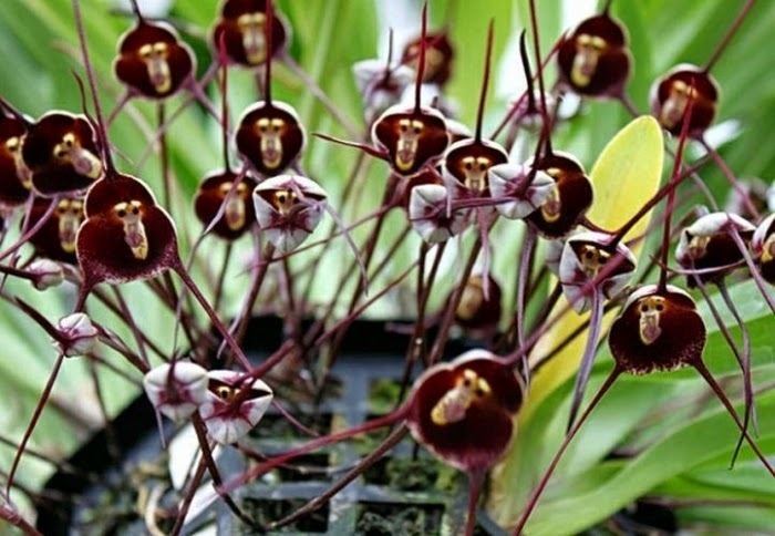 Dracula simia Fascinating Flowers Meet Dracula Simia the 39Orchid Monkey39