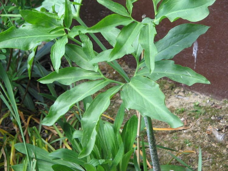 Dracunculus (plant) httpsuploadwikimediaorgwikipediacommonsee