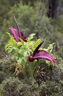 Dracunculus vulgaris httpsuploadwikimediaorgwikipediacommonsthu