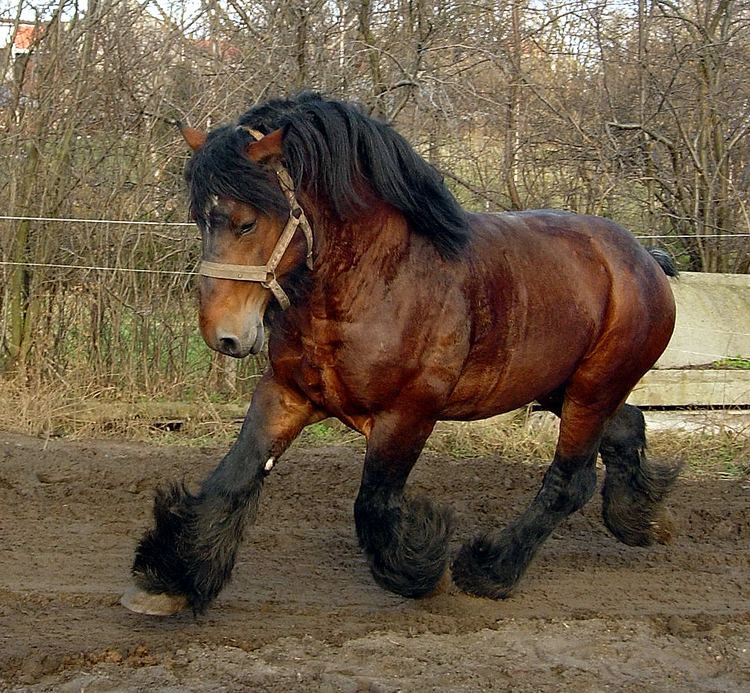 Draft horse 1000 images about Brabant Trekpaard Belgian Heavy Horse stallion
