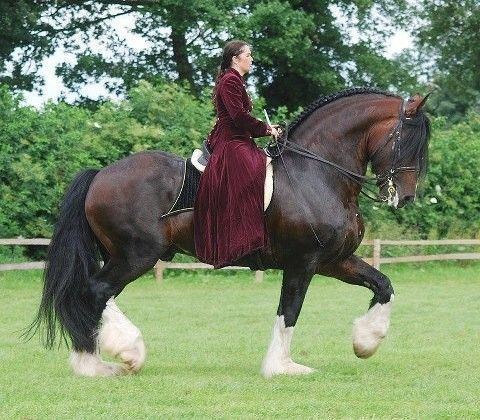 Draft horse Love a draft horse You never think about a horse this large doing