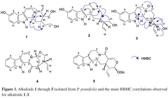 Dragendorff's reagent Antiprotozoal alkaloids from Psychotria prunifolia Kunth Steyerm