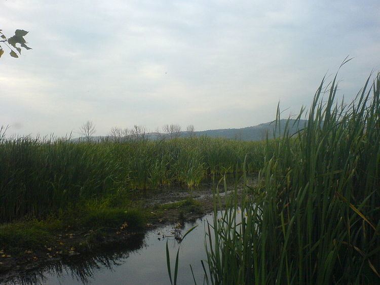 Dragoman marsh