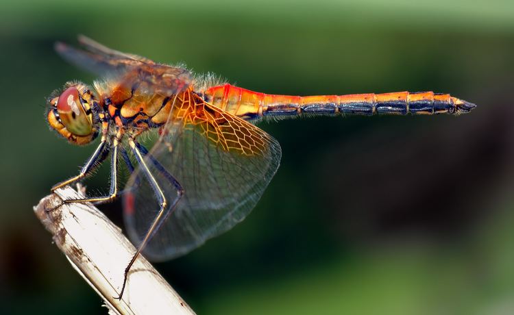 Dragonfly httpsuploadwikimediaorgwikipediacommons00