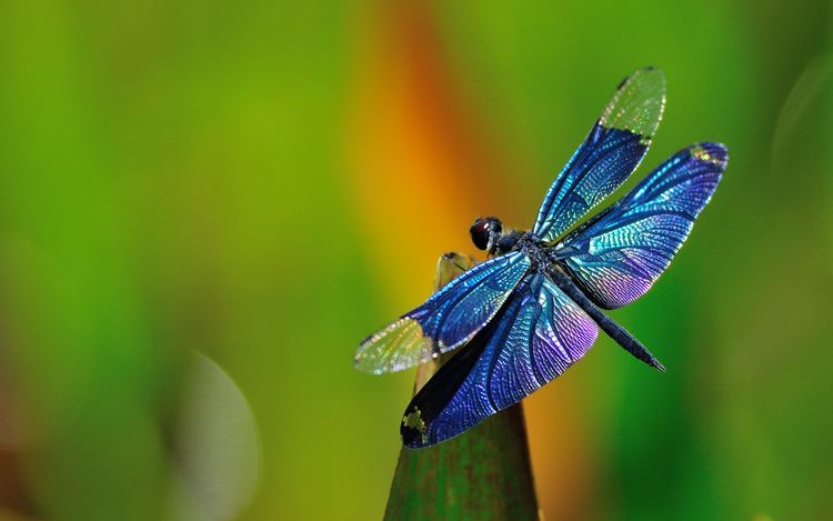 Dragonfly Myths amp Legends About Dragonflies amp Their Symbolism in Feng Shui