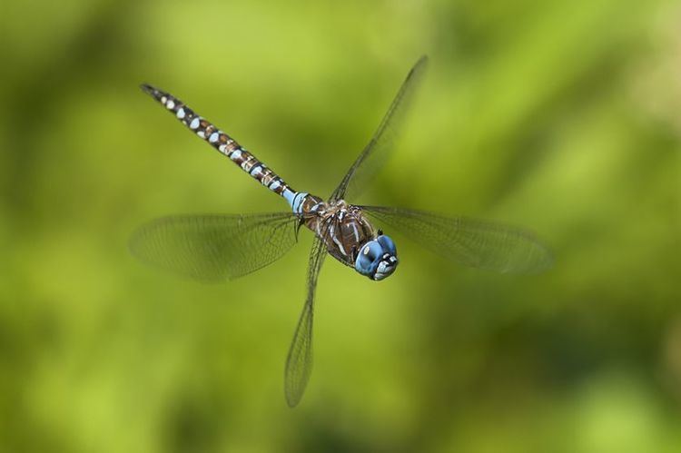 Dragonfly 7 things you never knew about dragonflies MNN Mother Nature Network