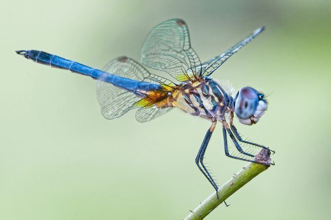 Dragonfly 7 things you never knew about dragonflies MNN Mother Nature Network