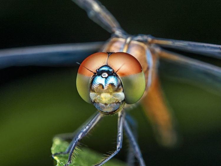 Dragonfly 7 things you never knew about dragonflies MNN Mother Nature Network