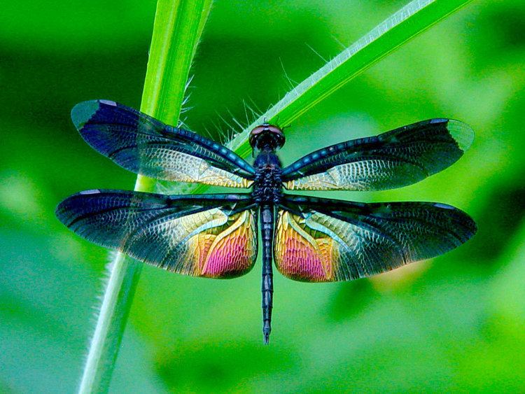 Dragonfly Dragonfly EzGro Garden