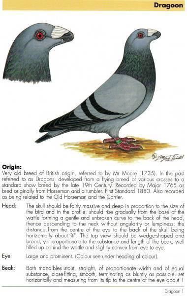 Dragoon pigeon Pigeon Standards of Today Darwin39s Pigeons