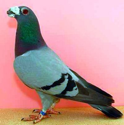 Dragoon pigeon Dragoon Pigeons For Sale Pigeons For Sale