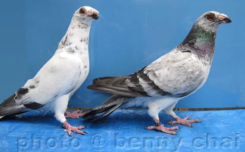 Dragoon pigeon Dragoon Pigeons
