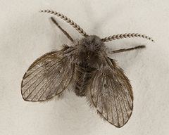 Drain fly Drain fly Wikipedia