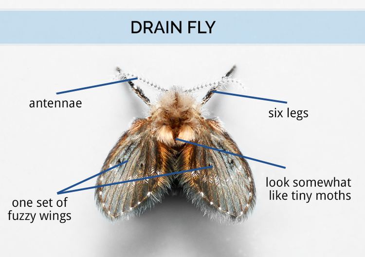 Drain fly What Are Drain Flies Drain Fly Identification