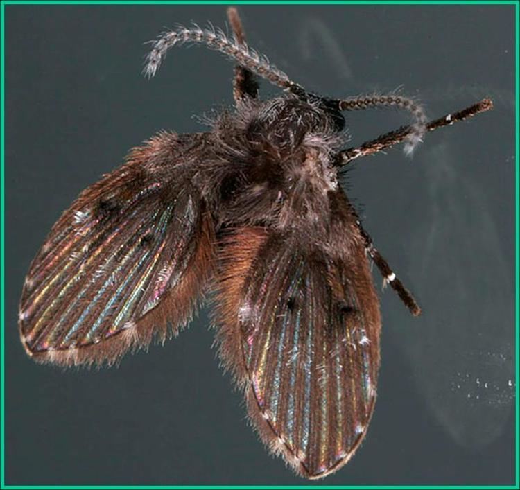 Drain Fly Australia