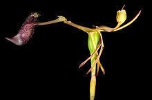 Drakaea gracilis httpsuploadwikimediaorgwikipediacommonsthu
