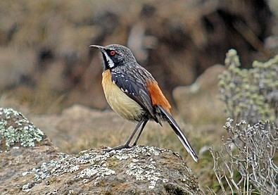 Drakensberg rockjumper SOUTH AFRICA Birding Tours with BIRDQUEST