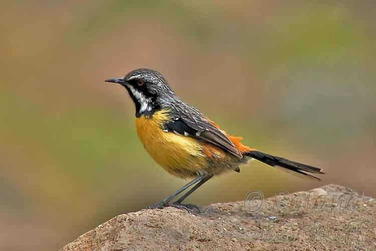 Drakensberg rockjumper Drakensberg Rockjumper Chaetops aurantius videos photos and sound