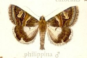 Drasteria philippina