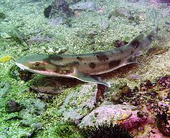 Draughtsboard shark httpsuploadwikimediaorgwikipediacommonsthu