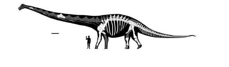 Dreadnoughtus DREADNOUGHTUS The 65TON DINO that could crumple up a TRex like a