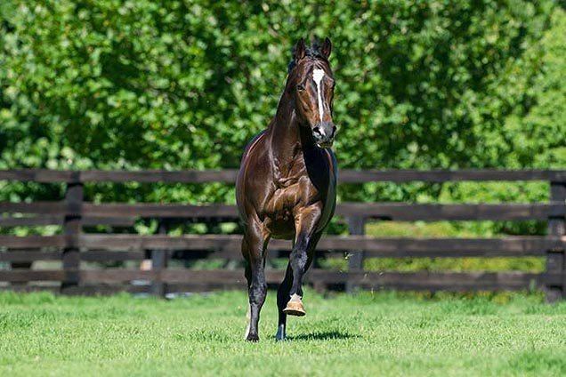 Dream Ahead Another son of Dream Ahead scores on debut