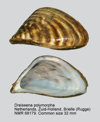 Dreissena HomeNATURAL HISTORY MUSEUM ROTTERDAM Mollusca Bivalvia